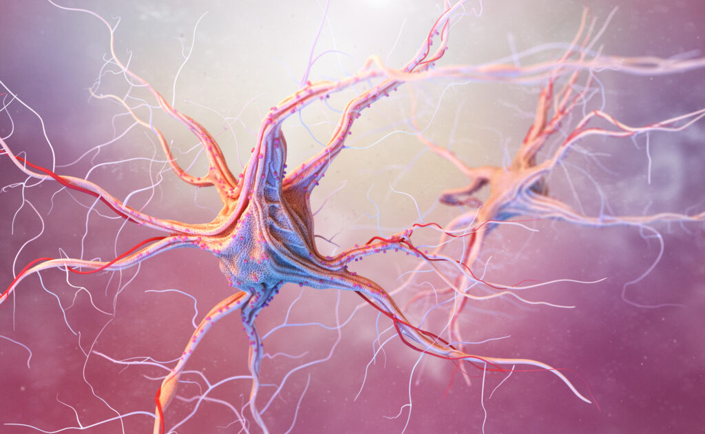 3D Darstellung eines Nervensystems