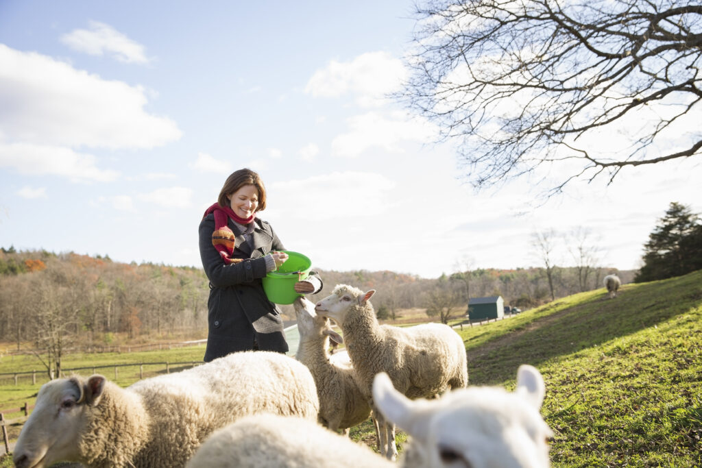 Frau mit einem grünen Kübel in der Hand die Schafe füttert