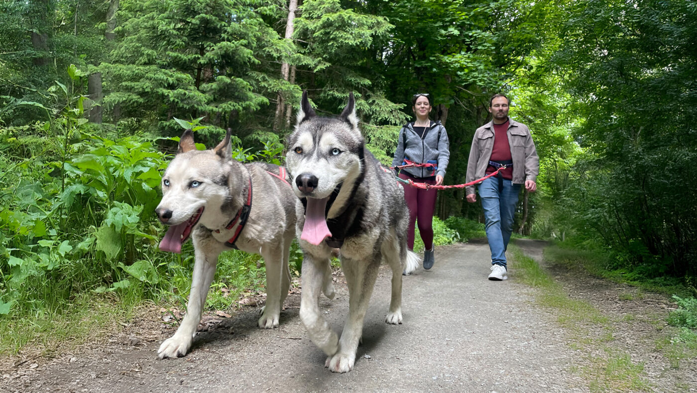 Echte Verbindung statt Kulisse: Bei einer Husky Ausfahrt im Waldviertel erleben Gäste authentische Momente mit bestens trainierten Schlittenhunden – fernab von Massentourismus und Showprogramm.