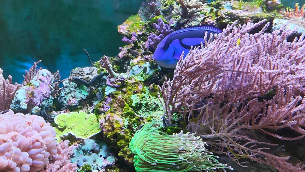 Professionell eingerichtetes Aquarium mit lebenden Korallen und bunten Fischen – eingerichtet, gekauft, gewartet und gepflegt von Gintenreiter Dominik dem Aquarium-Service