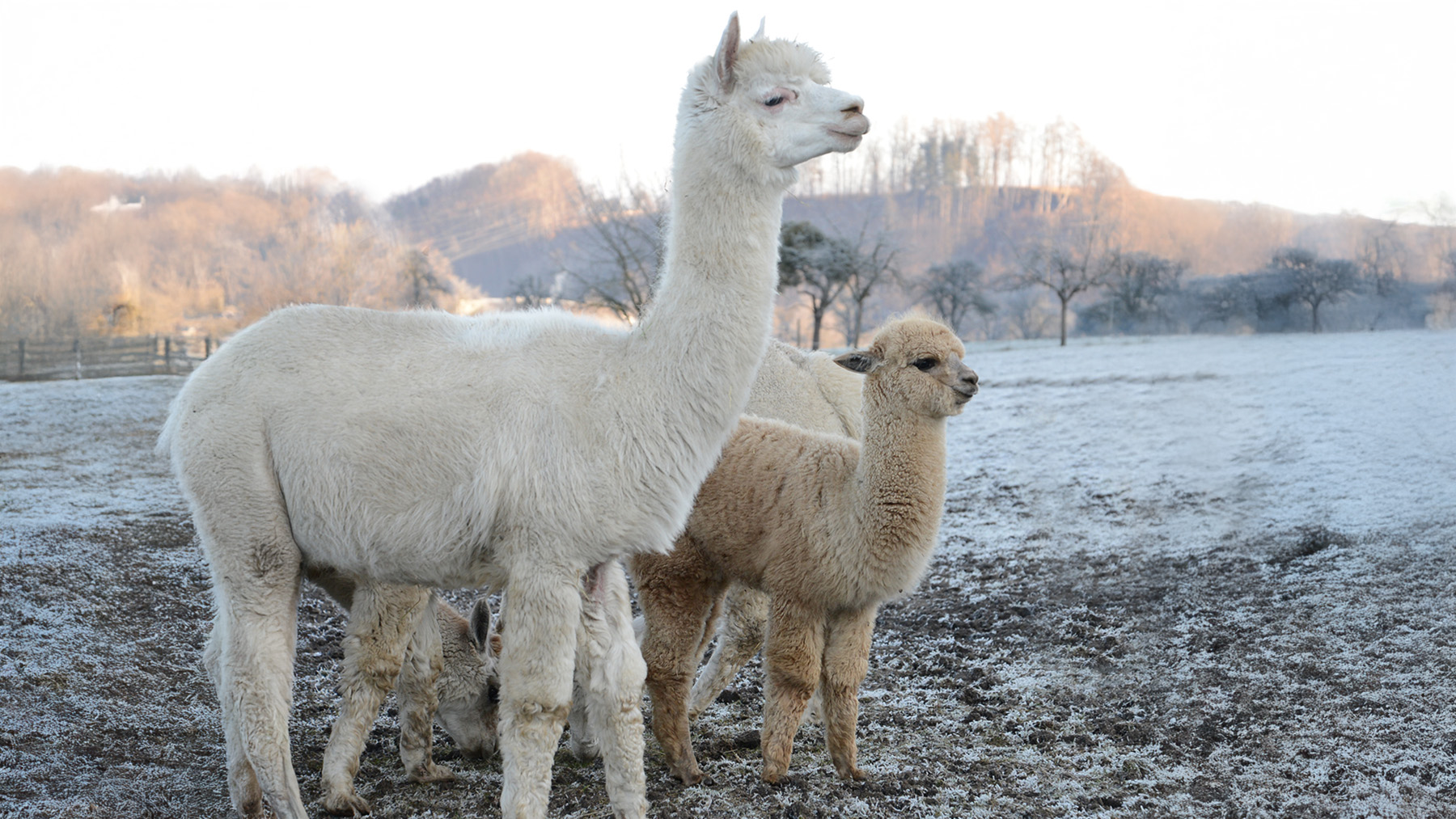 Al's World GmbH erklärt, warum Alpakawolle für Allergiker und Nachhaltigkeitsfans eine besondere Wahl ist.