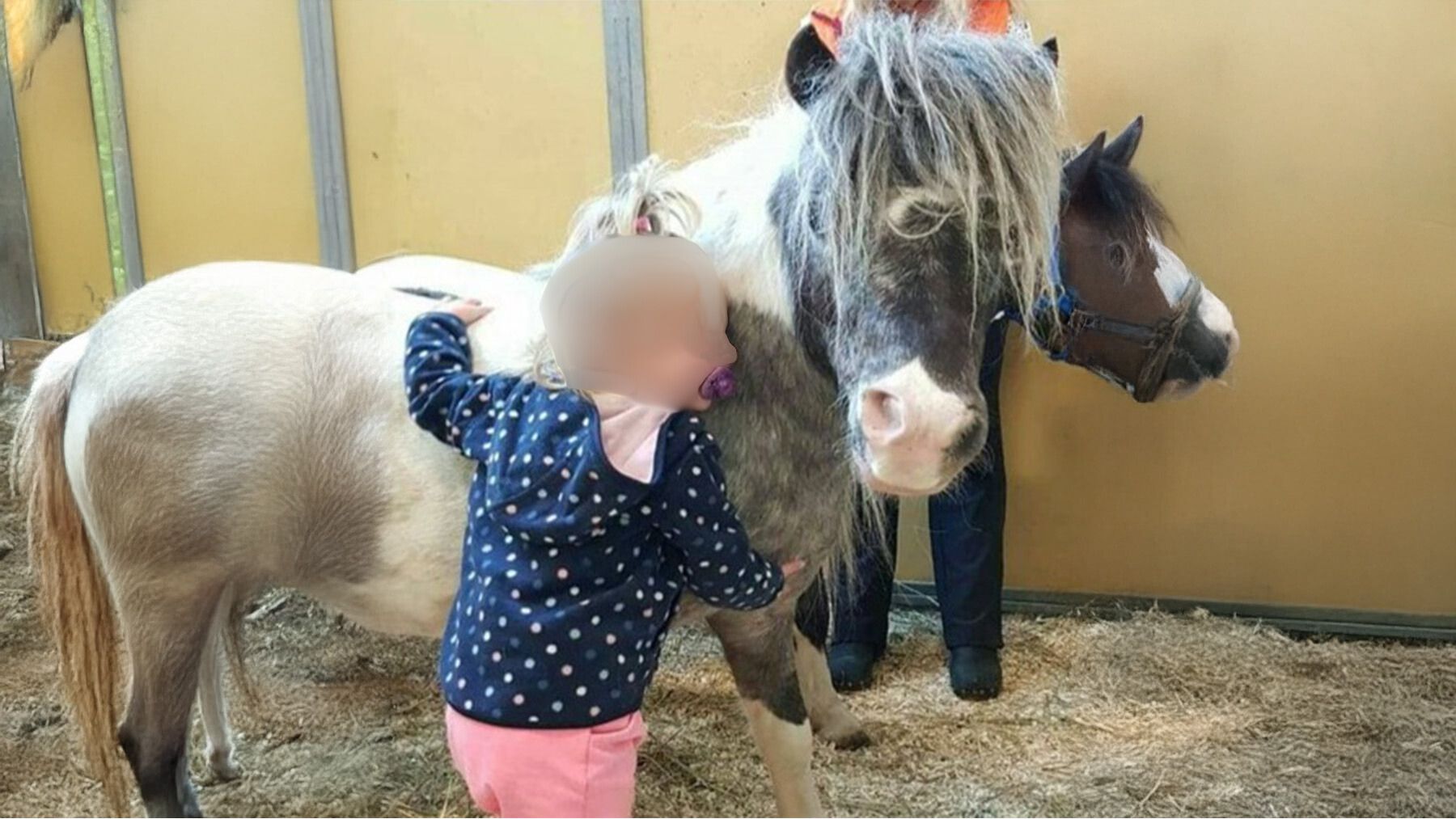 Schützinger-Wissenszentrum: Tiergestützte Pädagogik, pferdegestützte Begleitung und Green Care Hof eröffnen neue Lernräume.