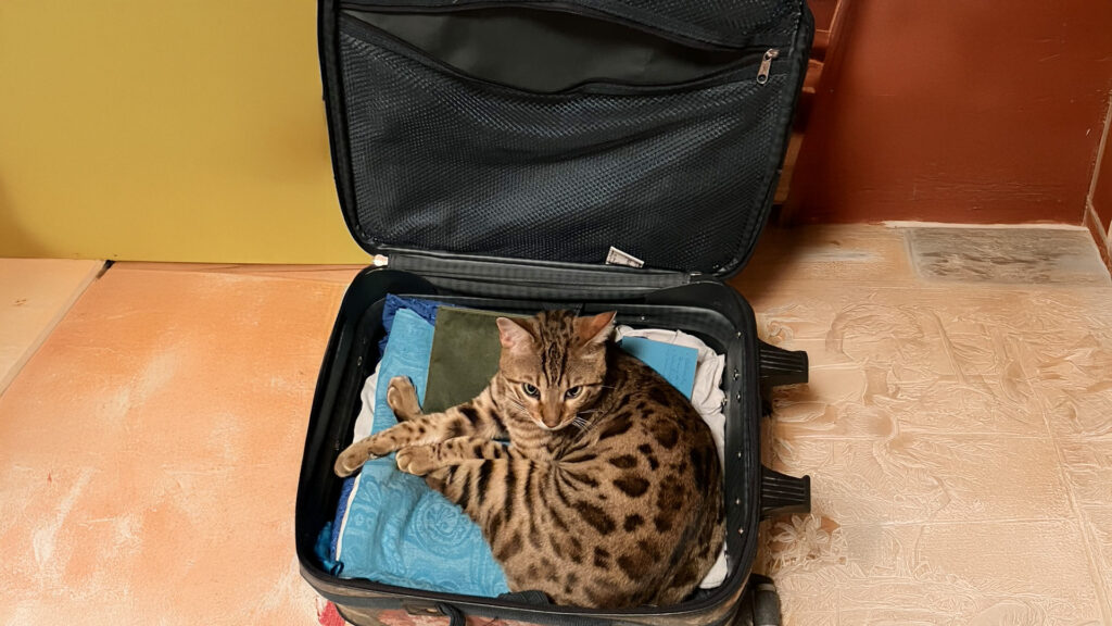 Katzen und Natur: Katzentraining, Klickertraining und individuelle Beratung bei Aggression oder Unsauberkeit.